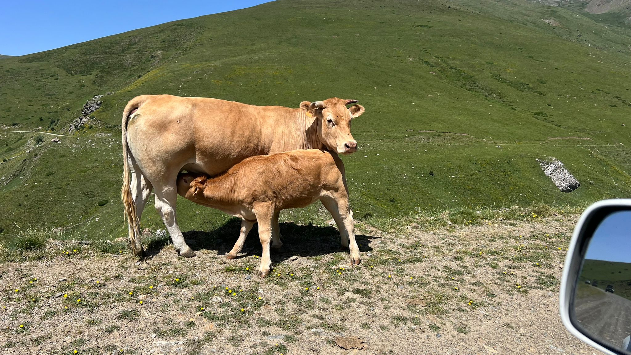 PYRENEEËN - Afbeelding 5